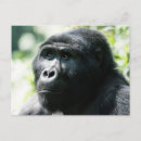 Buscar gorila postales 7 º silueta