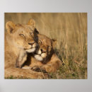 Buscar animales salvajes posters Al aire libre