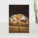 Buscar tabú tarjetas Felino