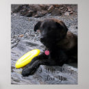 Buscar labrador retriever negro posters Perrito