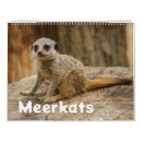 Buscar meerkats Fotografía de vida silvestre
