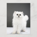 Buscar incertidumbre postales Animal