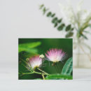 Buscar mimoso postales General y unisex