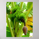 Buscar planta de plátano posters Tropical