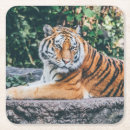 Buscar gato bonito posavasos Felino