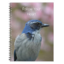 Buscar pájaros azules fotografía Pájaro azul