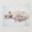 Buscar gatito persa postales Fotografía