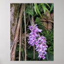 Buscar orquídea púrpura posters Botánico