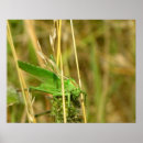 Buscar saltamontes posters Fotografía