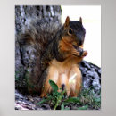 Buscar ardilla posters General y unisex
