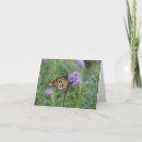 Buscar mariposas de monarca tarjetas Insectos