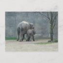 Buscar amor elefante postales Para todos