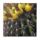 Buscar cactus amarillos azulejos Planta