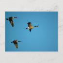 Buscar gansos canadienses postales Fotografía