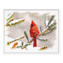 Buscar cardenales fotografía Nieve