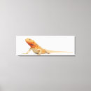 Buscar pogona posters Vida salvaje