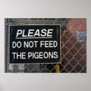 Buscar palomas posters Pájaro