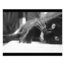 Buscar gatito blanco y negro posters Gatitos