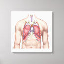 Buscar anatomía humana lienzos Biología