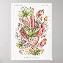 Buscar plantas carnívoras posters Nepenos
