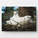 Buscar palomas placas fotograbadas Pájaro