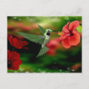 Buscar hummingbird postales Aves