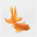 Buscar goldfish pegatinas El nadar