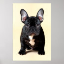 Buscar perro blanco posters Bulldog