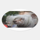 Buscar perro chino pegatinas Confuso
