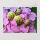 Buscar caracol postales Insecto