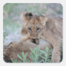 Buscar panthera pegatinas Naturaleza