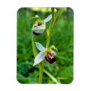 Buscar orquídea imanes Verde