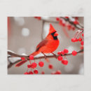 Buscar pájaros rojos postales Vida silvestre