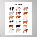 Buscar cute cow posters Illustration