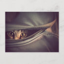 Buscar tabby postales Animales de bebé