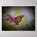 Buscar mariposa de monarca posters Fotografía