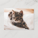 Buscar gatitos tarjetas de visita General y unisex