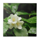 Buscar jasmine azulejos Naturaleza