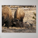 Buscar del bisonte posters Fauna