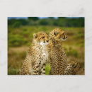 Buscar acinonyx postales Gran gato