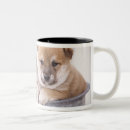 Buscar vista delantera tazas Perro