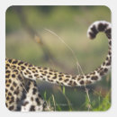 Buscar pardus pegatinas Sudáfrica