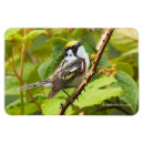 Buscar castañas imanes Pájaro