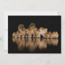 Buscar panthera tarjetas Fauna