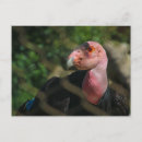 Buscar condor postales Cóndores