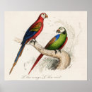 Buscar loros posters Machacar