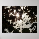 Buscar denso posters Bosque