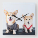 Buscar corgis Cachorro