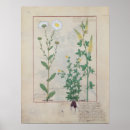 Buscar remedio posters Herbario