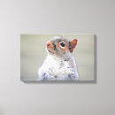 Buscar ardilla arte Gris